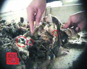 多家企业被曝用劣质原料生产阿胶(组图)